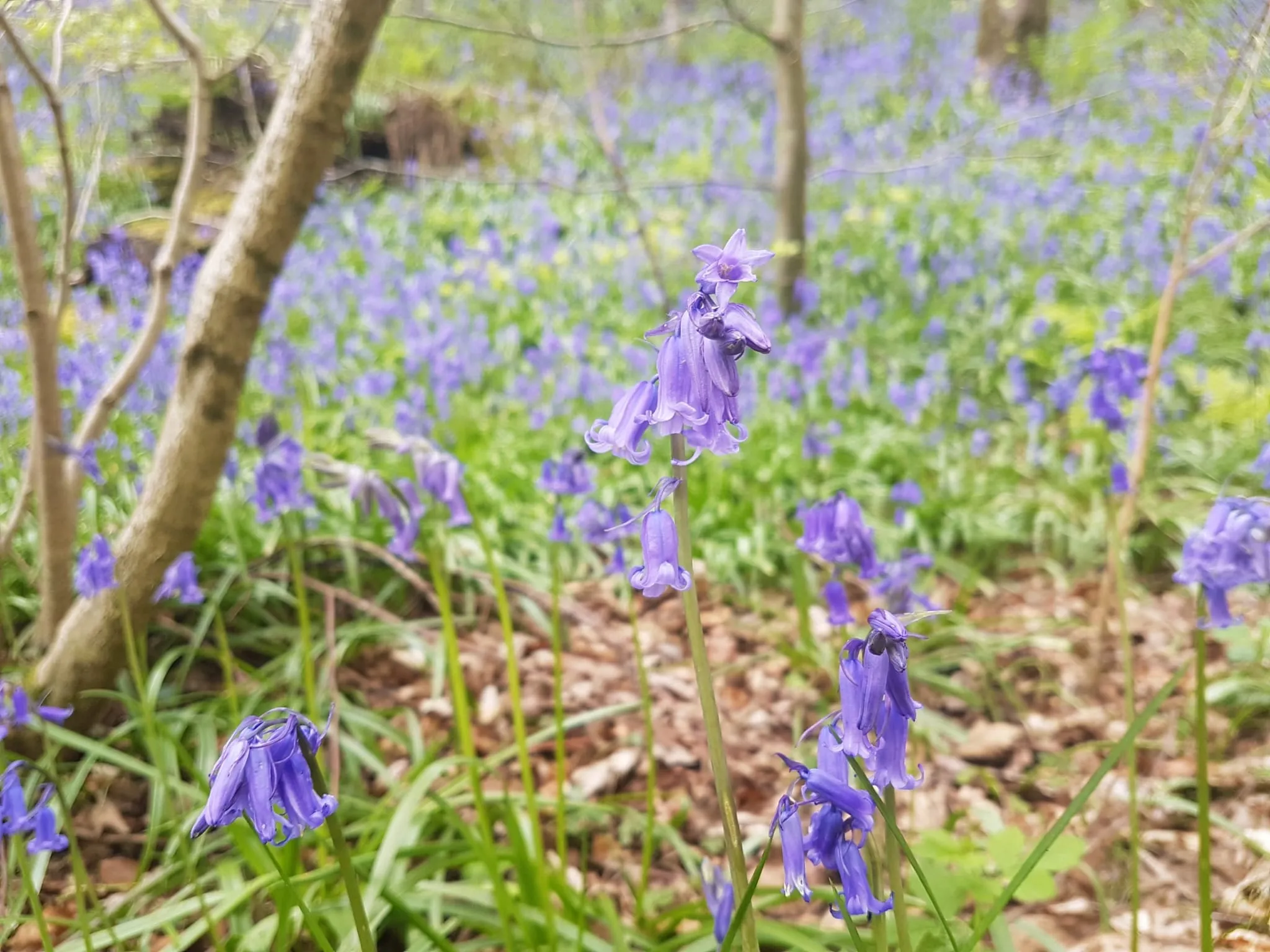 Calder Vale (5)