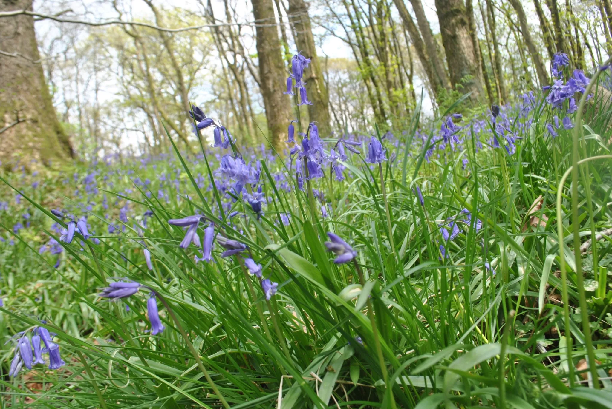 Calder Vale (8)