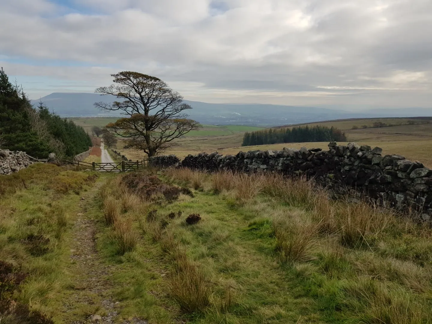 Clitheroe-walk-forest-of-bowland (14) (Large)