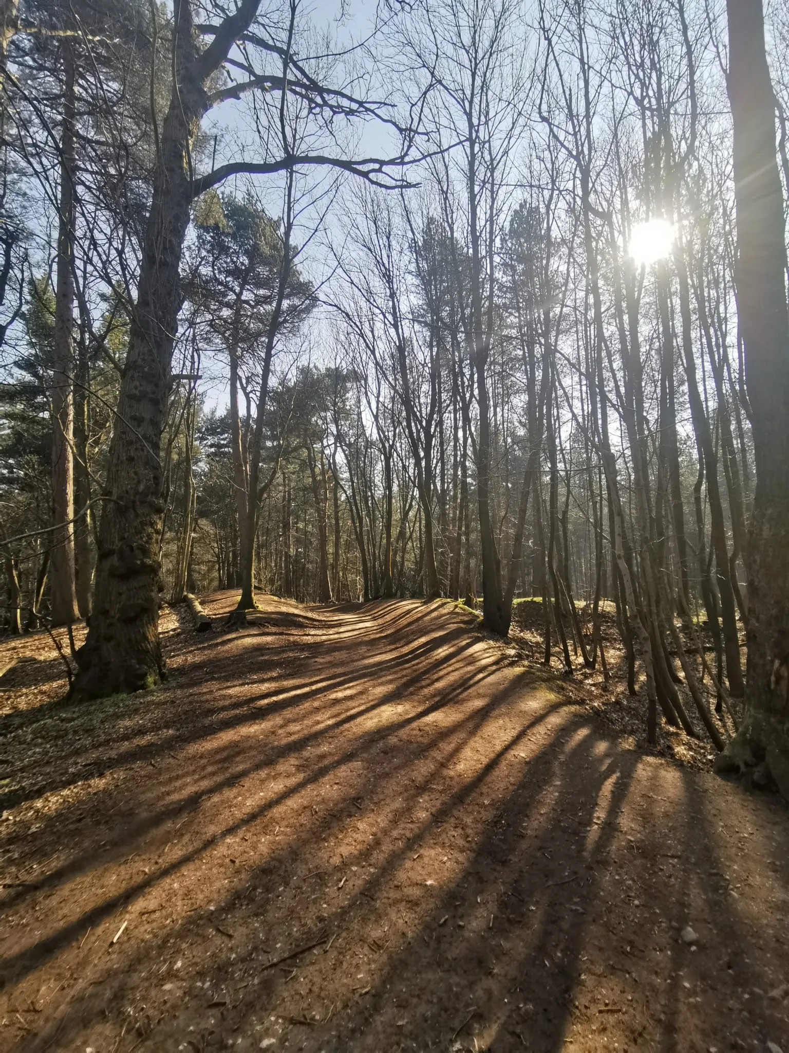 Delamere Forest (7)