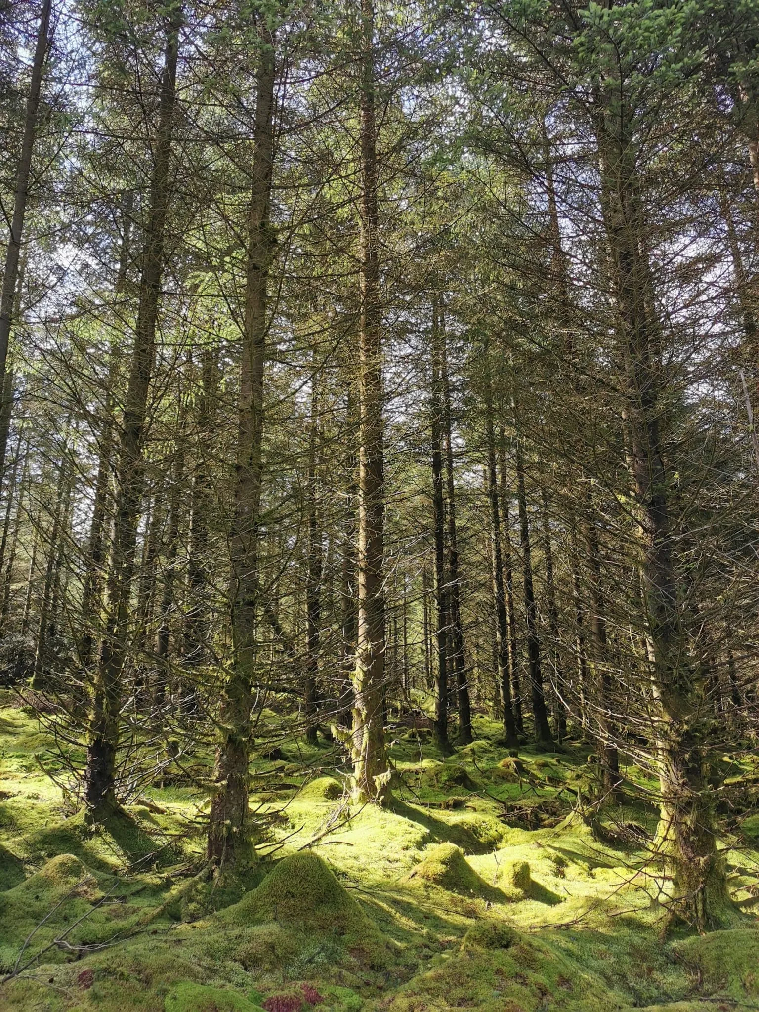 Wauchope Forest (3)